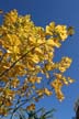 Autumn Leaves, Vancouver Nature