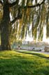 Kitsilano Beach Willows, Canada Stock Photos