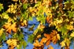 Fall Leaves, Stock Photos