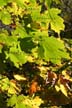 Fall Leaves, Stock Photos