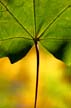 Fall Leaves, Stock Photos