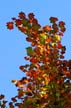 Fall Leaves, Stock Photos