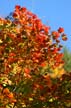 Fall Leaves, Stock Photos