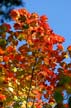 Fall Leaves, Stock Photos