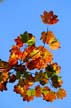 Autumn Leaves, Vancouver Nature