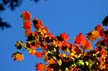 Autumn Leaves, Vancouver Nature