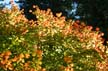 Autumn Leaves, Vancouver Nature