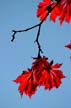 Fall Leaves, Vancouver Gardens