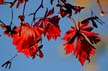 Fall Leaves, Vancouver Gardens