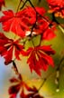 Fall Leaves, Vancouver Gardens