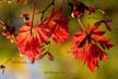 Fall Leaves, Vancouver Gardens