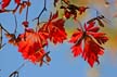 Fall Leaves, Vancouver Gardens