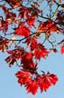 Fall Leaves, Vancouver Gardens