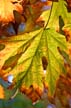 Fall Leaves, Vancouver Gardens