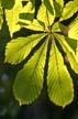 Fall Leaves, Vancouver Gardens