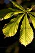 Fall Leaves, Vancouver Gardens