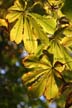 Fall Leaves, Vancouver Gardens