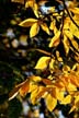 Fall Leaves, Vancouver Gardens