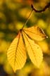 Autumn Leaves, Vancouver Nature