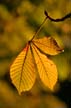 Autumn Leaves, Vancouver Nature