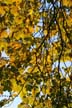 Fall Leaves, Vancouver Gardens