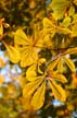 Autumn Leaves, Vancouver Nature