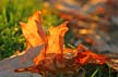 Autumn Leaves, Vancouver Nature