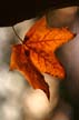 Autumn Leaves, Vancouver Nature