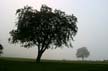 Foggy Day, Jericho Beach Park