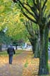 Autumn Leaves, Vancouver Nature