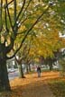 Autumn Leaves, Vancouver Nature