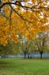 Autumn Leaves, Vancouver Nature