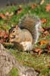 Squirrel At Horseshoe Bay, Canada Stock Photos