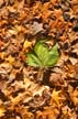 Autumn Leaves, Vancouver Nature