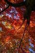 Fall Pictures, Vancouver Parks