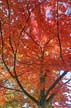 Autumn Leaves, Vancouver Nature