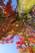 Autumn Leaves, Vancouver Nature