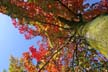 Autumn Leaves, Vancouver Nature