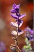 Flowers, Canada Stock Photographs