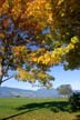 Fall Pictures, Vancouver Parks