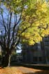 Autumn Leaves, Vancouver Nature