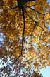 Autumn Leaves, Vancouver Nature