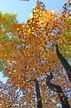 Autumn Leaves, Vancouver Nature