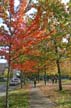 Autumn Leaves, Vancouver Nature