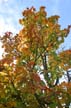 Autumn Leaves, Vancouver Nature