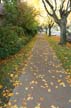 Autumn Leaves, Vancouver Nature