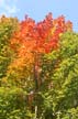 Autumn Leaves, Vancouver Nature