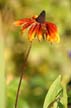 Flowers, Canada Stock Photographs