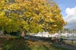 Autumn Leaves, Vancouver Nature