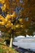 Autumn Leaves, Vancouver Nature